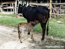 Lost in Laos